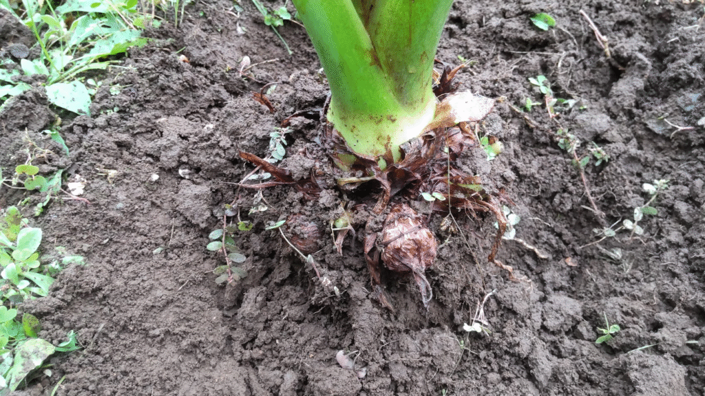 収穫20251109うち