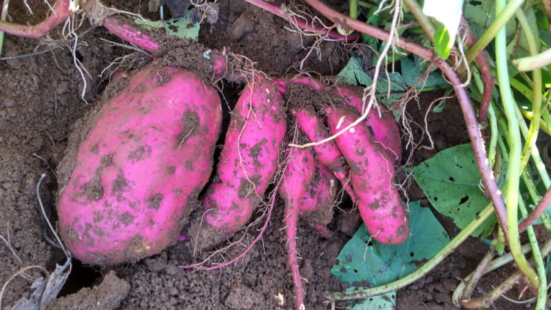 季節の手仕事「さつまいも」➃芋づる】芋づるも美味しいから食べて