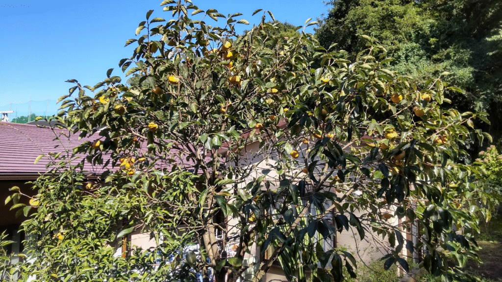 次郎柿20251019うち