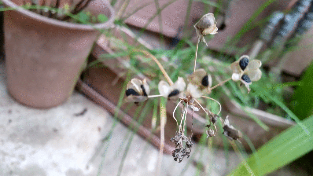 ニラの種２０２５１１０５うち