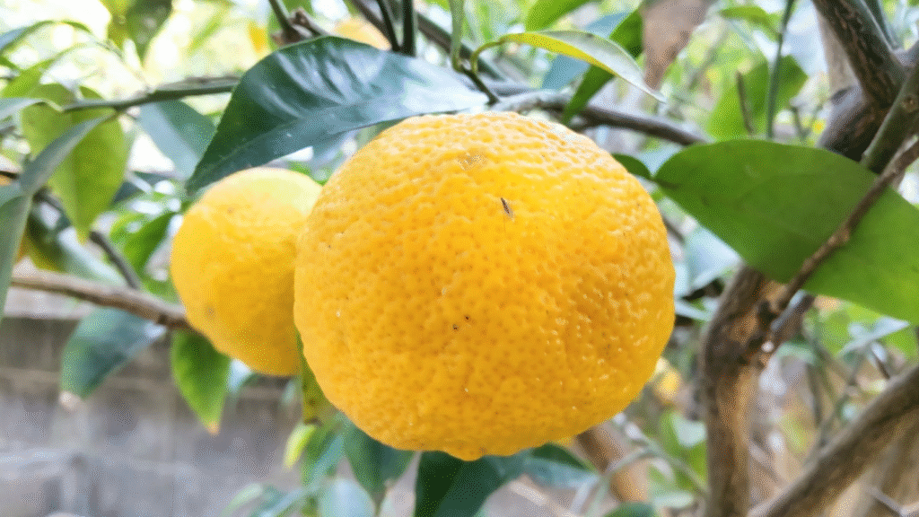 2025年は18個のみ20251121