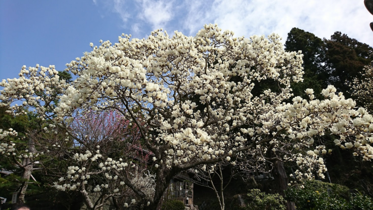 【季節の花図鑑「木蓮」】神秘的な木蓮の花！紫木蓮と白木蓮の魅力 | 季節の手仕事、明日何する？