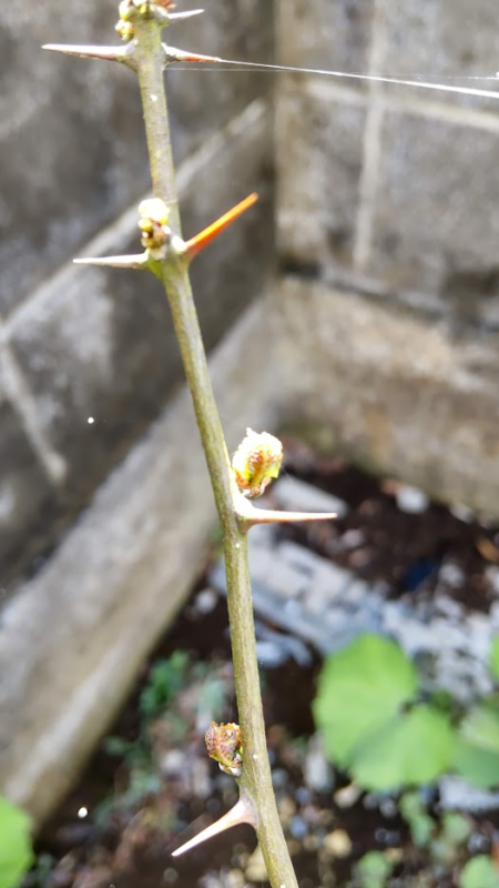 木の芽の芽20220320
