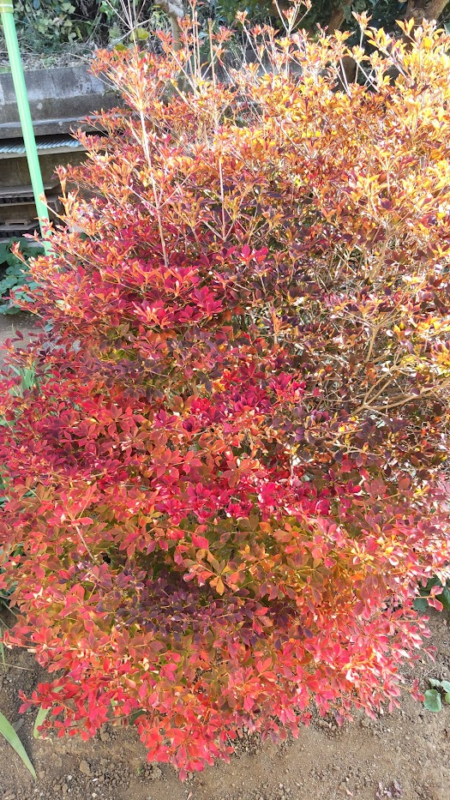 秋の紅葉20221109うち