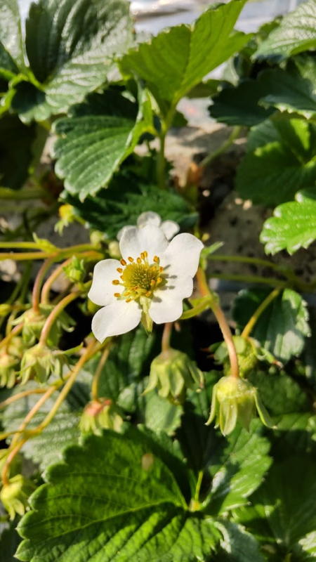 石垣いちごの花20220112