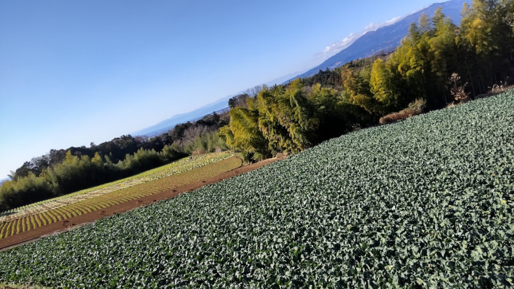 箱根西麓三島野菜の畑②