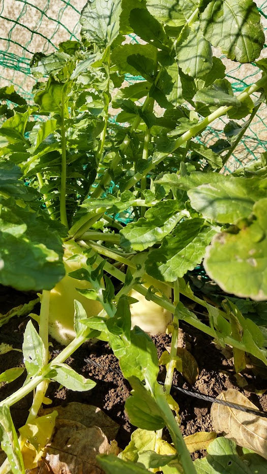 食べ時大根