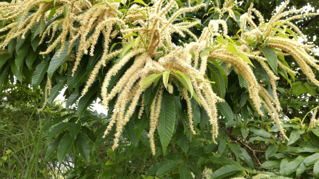 栗の花20250612高木さんち