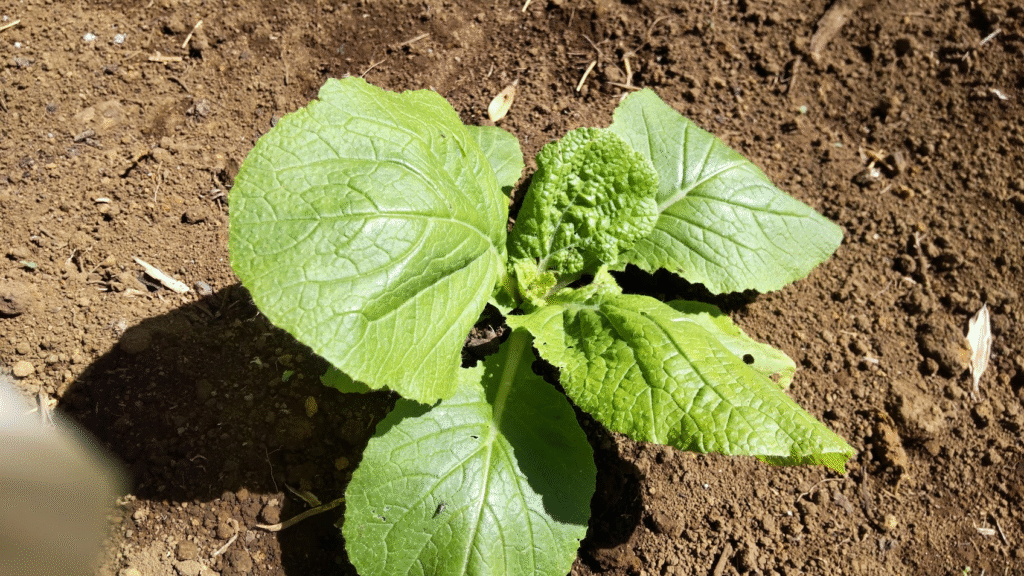 苗植えたばかり20251002高木さんち竹藪の裏