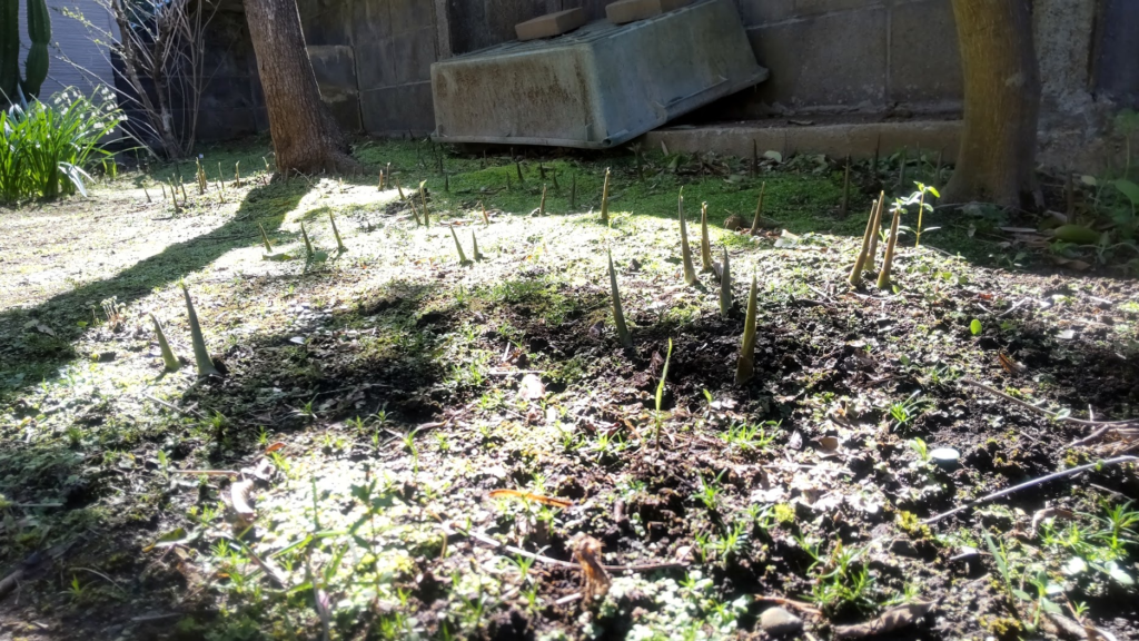 みょうがの芽２０２６０４０８うち