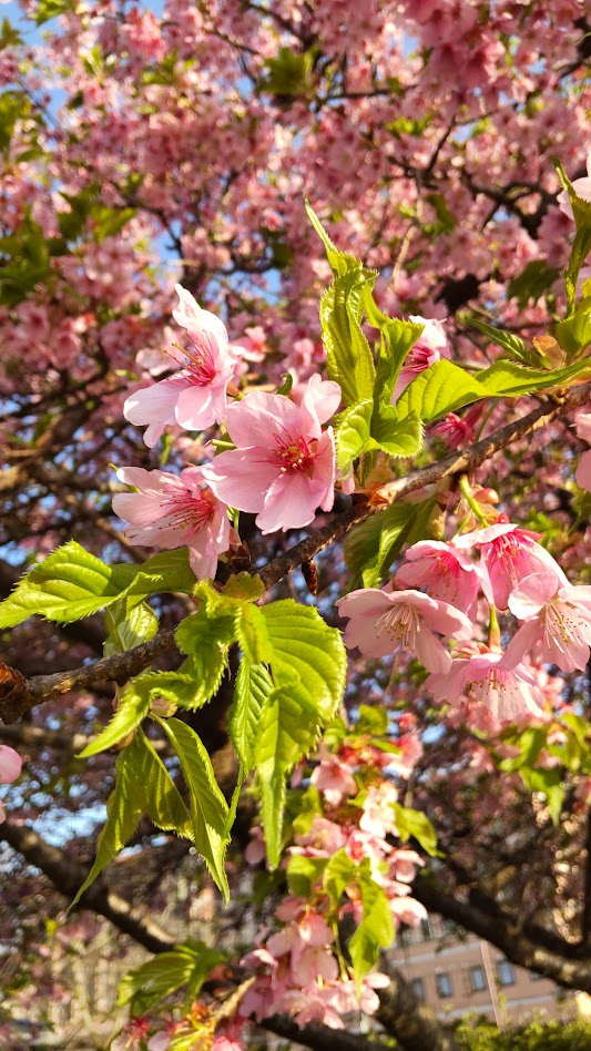 河津桜葉付き開花２０２２０３２４御殿場