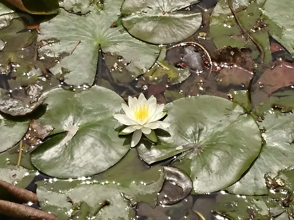 スイレン２０２１０４２７蓮華寺池公園