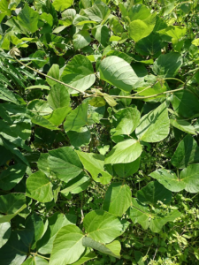 【季節の花図鑑「葛(くず)」】秋の七草のひとつ「葛」とは | 季節の手仕事、明日何する?