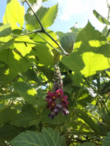 【季節の花図鑑「葛(くず)」】秋の七草のひとつ「葛」とは | 季節の手仕事、明日何する?