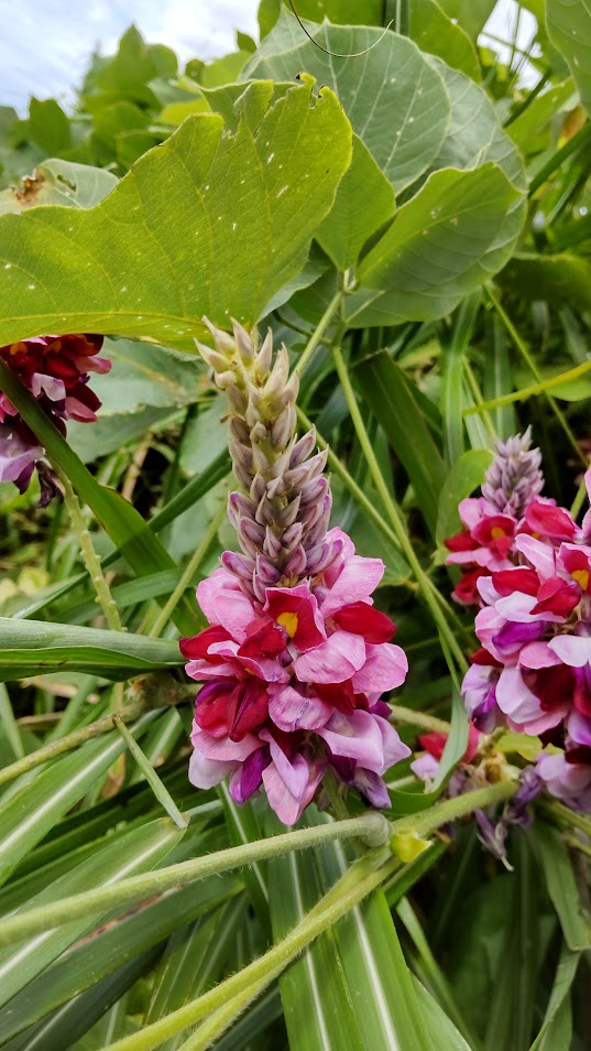 葛の花20250919箱根西麓
