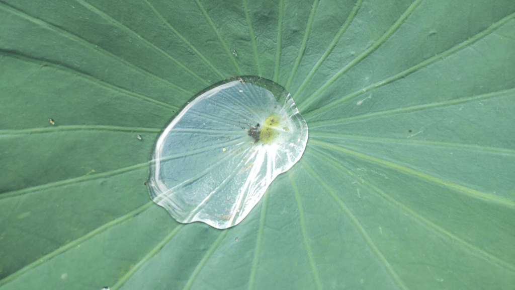 蓮に溜まった水20250723裾野