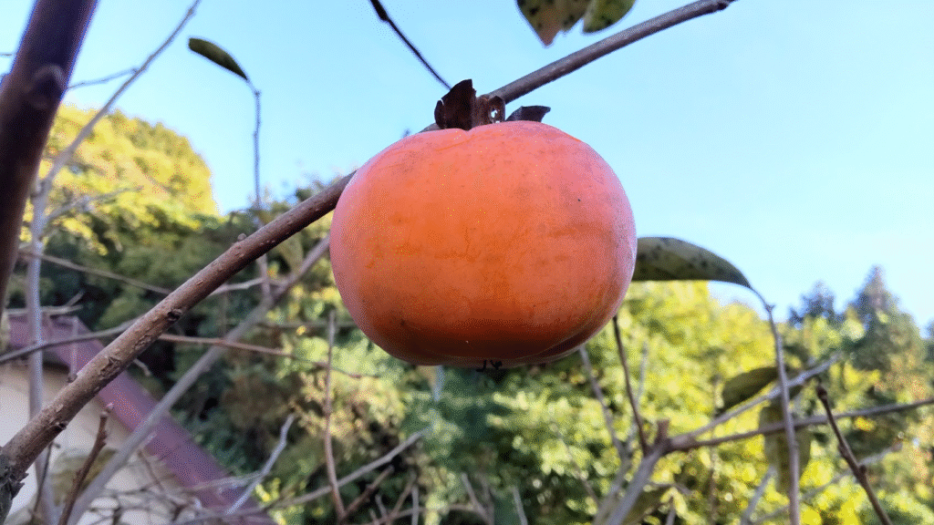 今年最後の次郎柿20251121うち