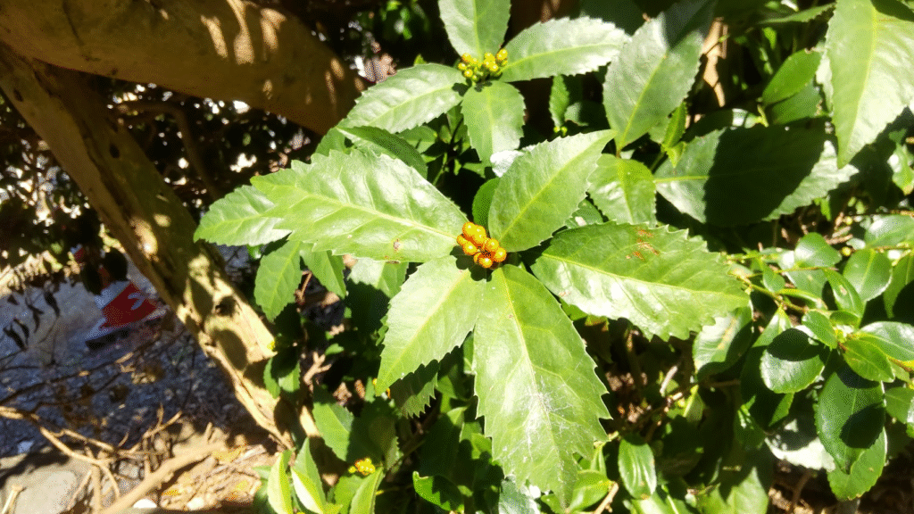 千両202511167組の借家