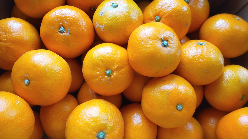 とぴあ浜松みかん20251203