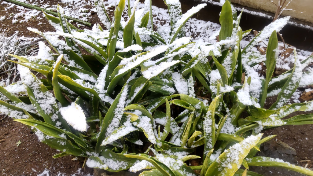 雪の万年青２０２６０２０８
