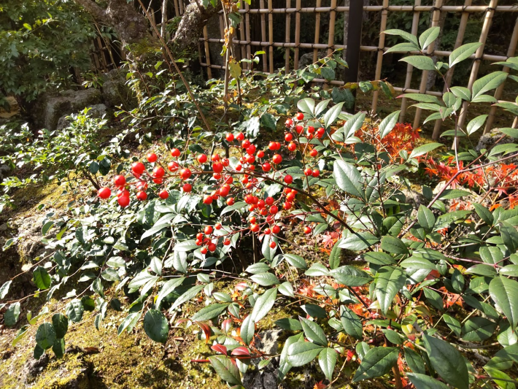 南天の実20231123楽寿園