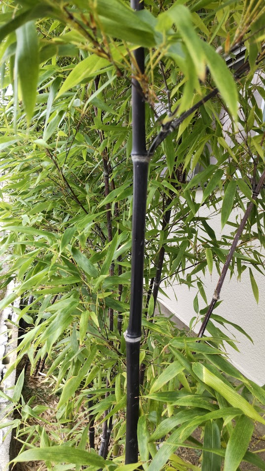 黒竹20250918栄町セブン手前の家