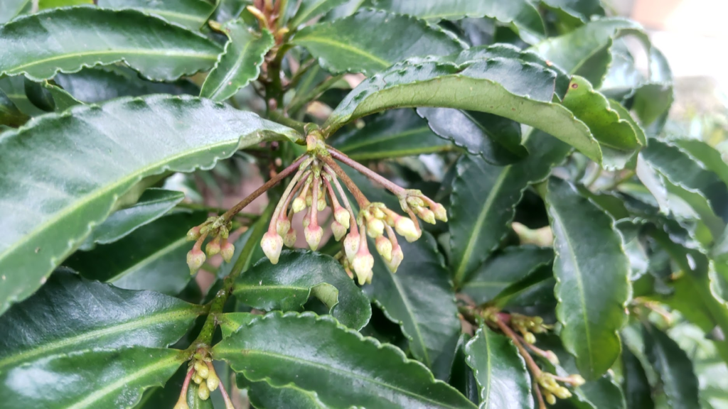 万両の花のつぼみ20260614薬師院