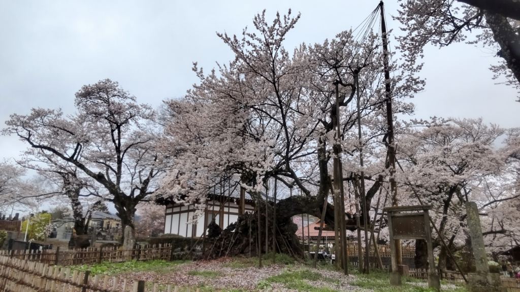 山高神代桜２０２６０３３１