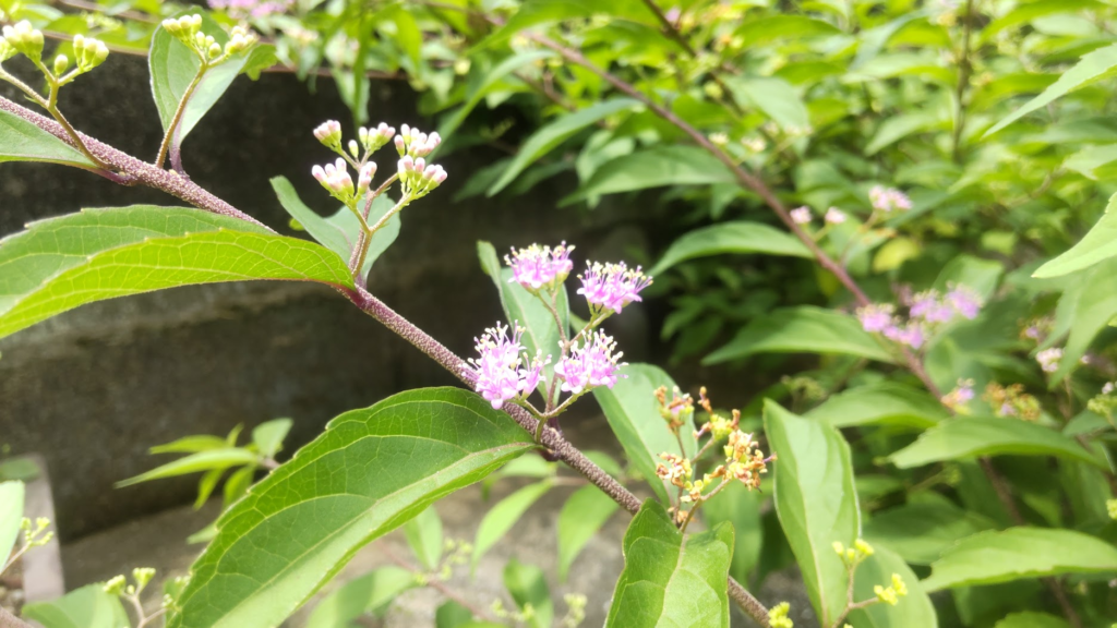 紫式部花20260612うち