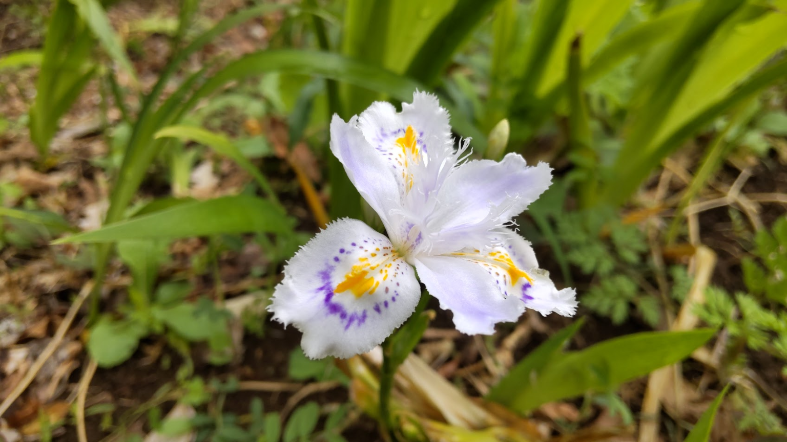 【季節の花図鑑「シャガ」】シャガの花や葉のいけ方のコツとその姿 | 季節の手仕事、明日何する?