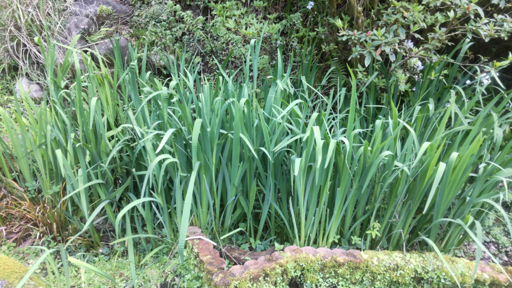 カキツバタの葉２０２６０４１７東府やさんのお庭