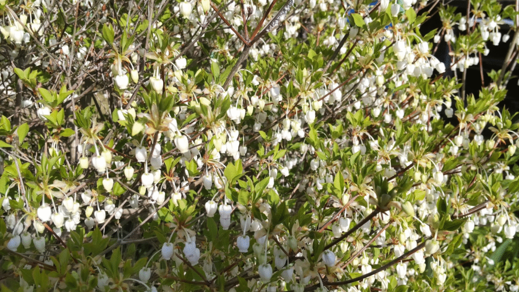 どうだんの花20250417うち