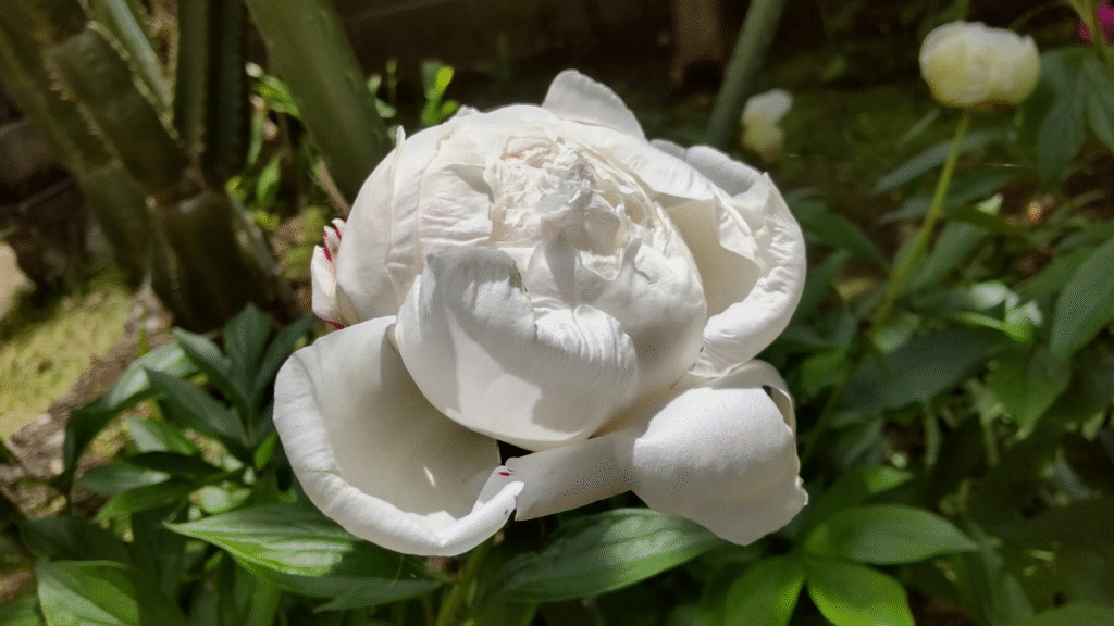 白芍薬開花20250511うち