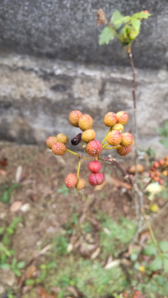 赤い実山椒２０２５０９０４