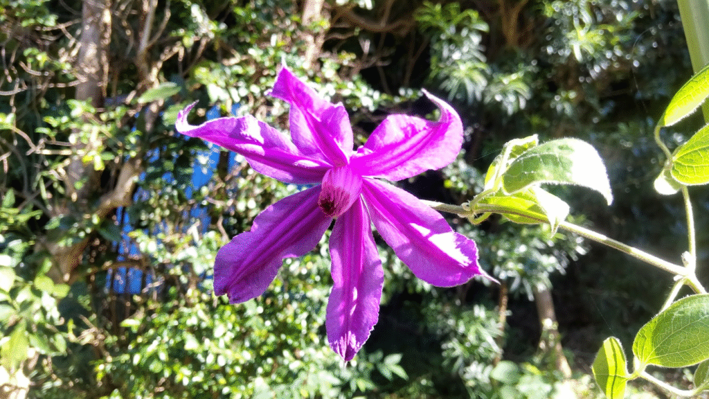 紫のクレマチス20251017