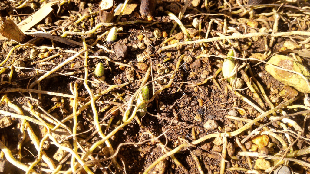 シランの芽20251115うち