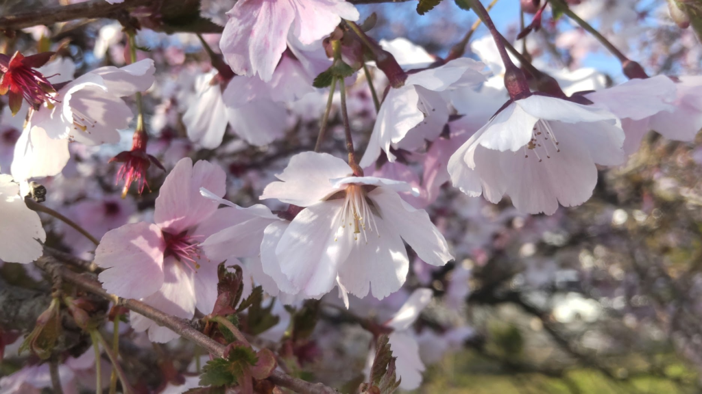 豆桜２０２６０４１６箱根