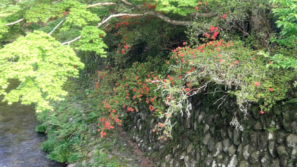つつじ２０２６０４１７東府屋
