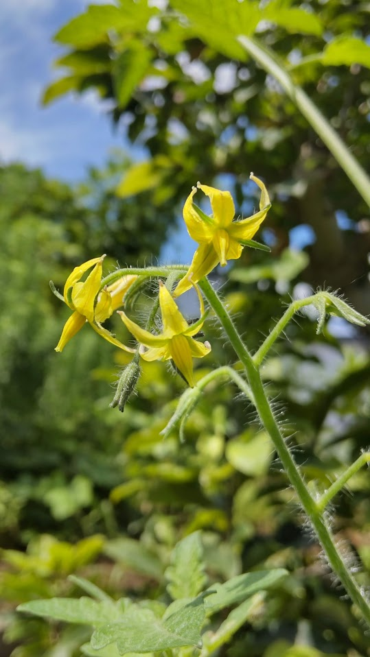 ミニトマトの花２０２２０７１７うち