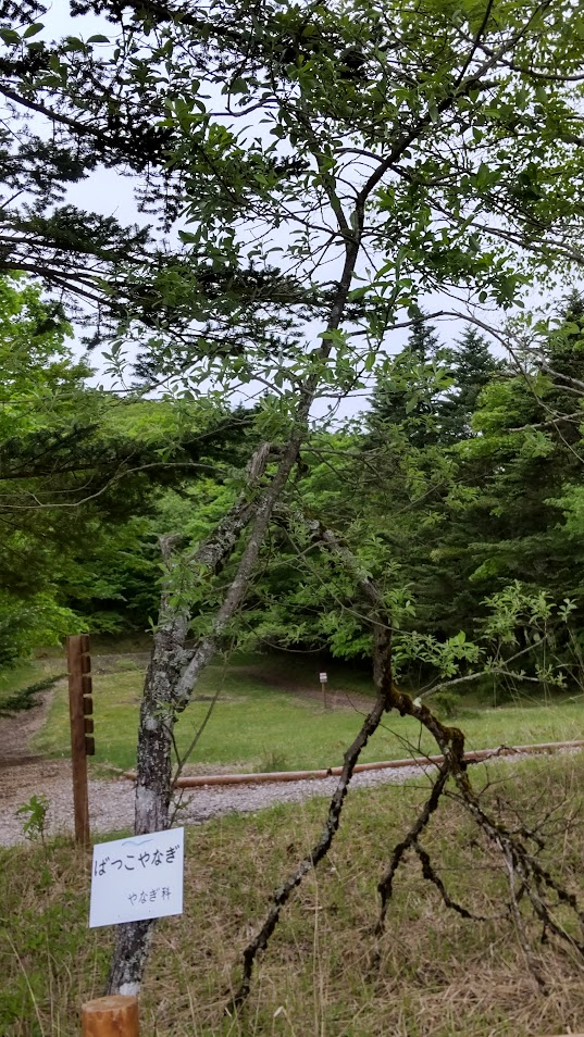 バッコヤナギ20250530裾野水ヶ塚公園