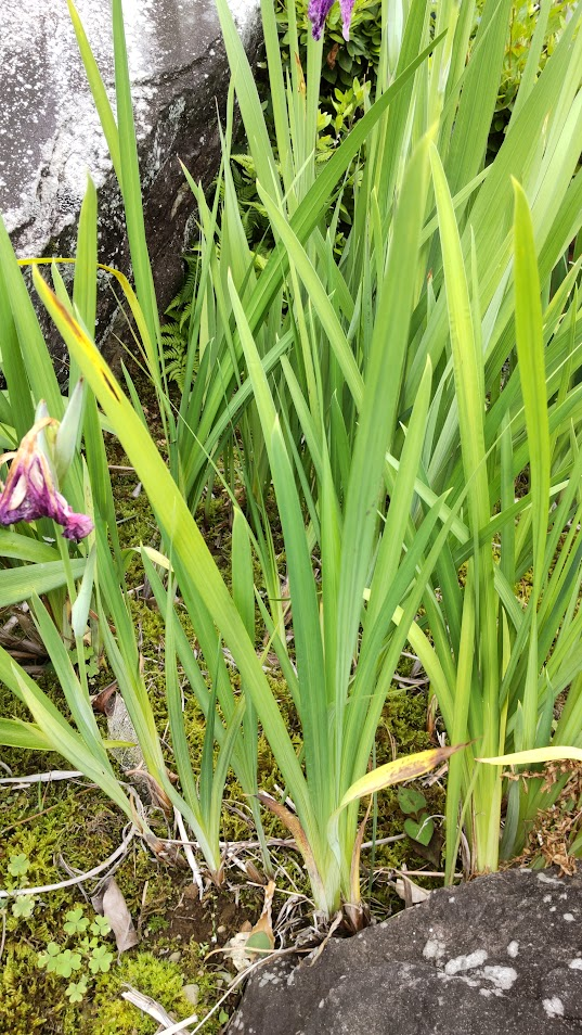 花菖蒲の葉20250609伊豆佐野の高田さん
