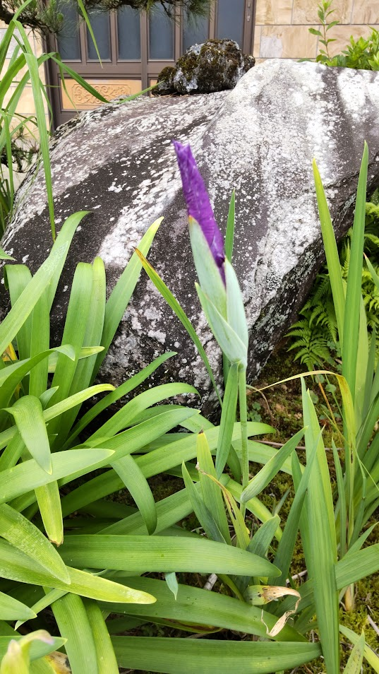 花菖蒲のつぼみ20250609伊豆佐野のたかださんち