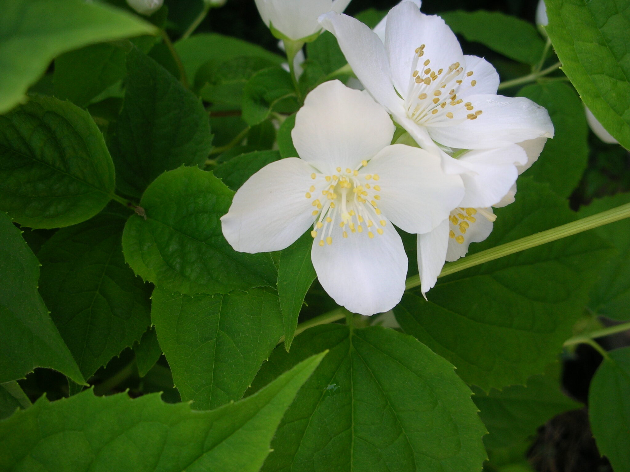 【季節の花図鑑「空木(うつぎ)」】ウツギ属とうつぎと名のつく植物 | 季節の手仕事、明日何する?