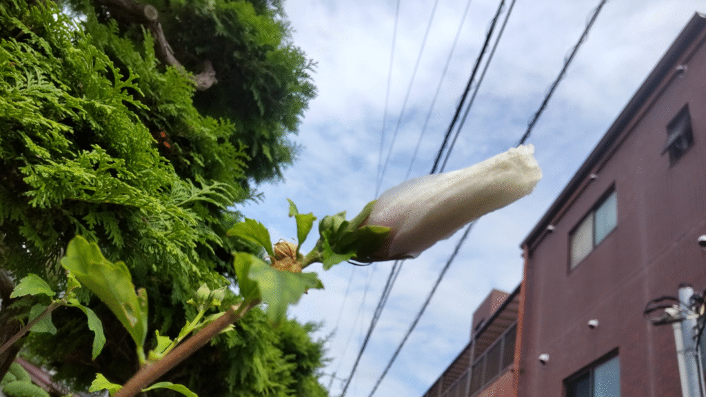 むくげまもなく開花２０２５０８１６大社町