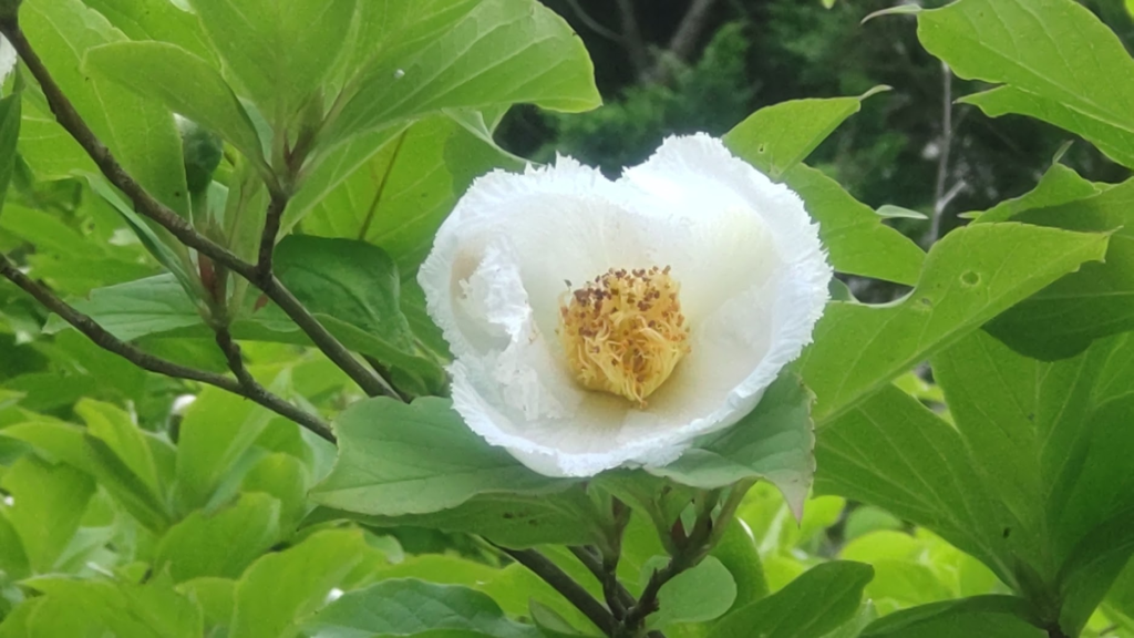 季節の花図鑑「椿」③夏椿（なつつばき）】古より伝わる儚さの魅力