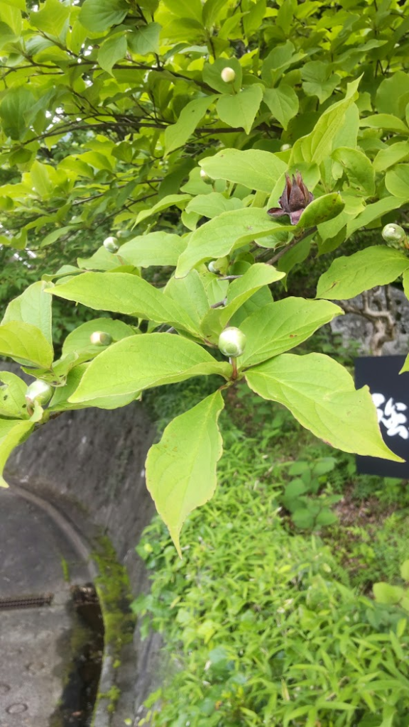 夏椿のつぼみ20260619強羅茶寮入り口