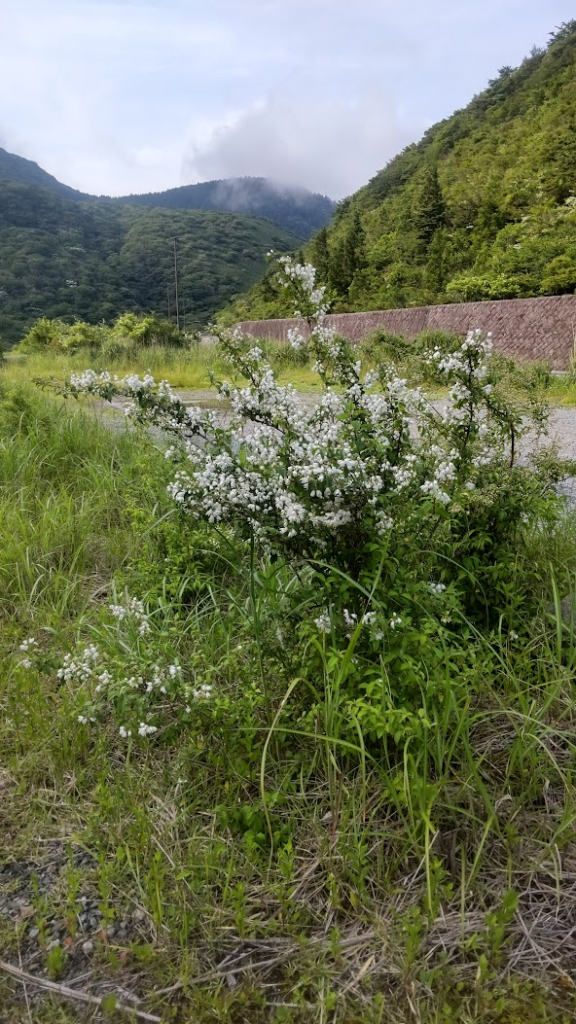 ひめうつぎ20260619箱根
