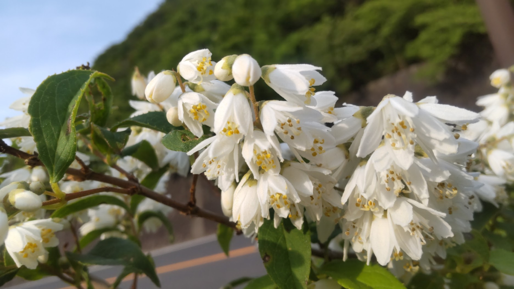 ひめうつぎ20260619箱根