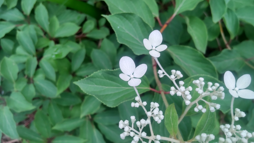 ノリウツギの花２０２６０７０１強羅
