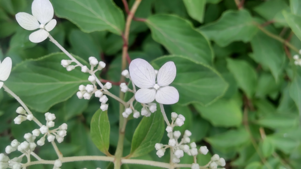 のりうつぎの花２０２６０７０１強羅